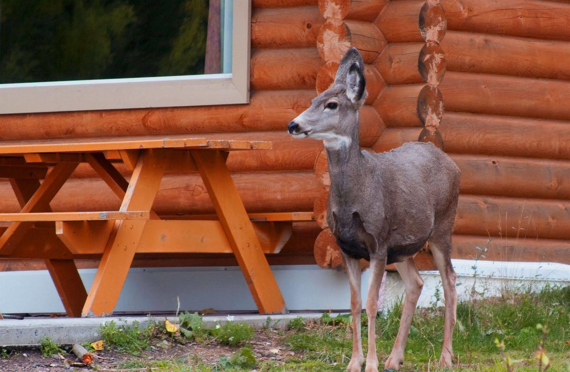 Elkwater Lake Lodge And Resort Eksteriør bilde